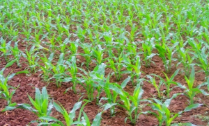 农业部：玉米面积调减 确保农民收益稳定