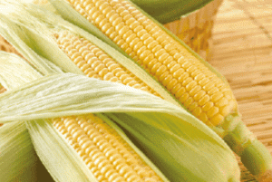 业内人士认为 玉米市场亟待供给侧改革