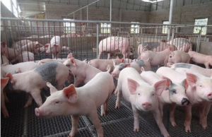 白银市上半年生猪养殖利润倍增