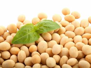 美豆不跌反涨 养殖业恢复缓慢豆粕需求减