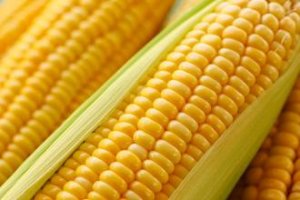 玉米期价现弱势反弹