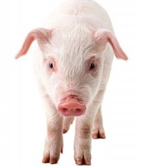 猪食物中毒的中药疗法，一般人都不知道（一）！