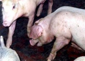 秋冬季节猪场呼吸道疾病发病原因分析及防控方案制定！