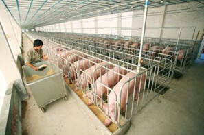 温氏频频各地开展生猪养殖项目 1.4亿落户贵州