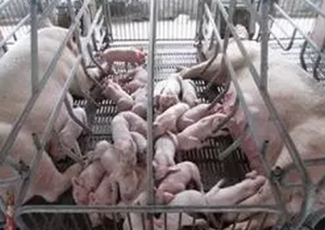 母猪的产后消炎对仔猪、种猪的影响以及效果评价判断标准