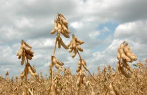 10月美国农业部大豆豆粕月度供需报告