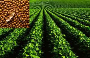 利空来袭 USDA10月报告上调大豆供给预估