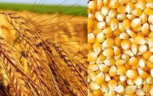 抢先看：商务部、发改委公布2017年玉米、小麦、大米进口配额申领条件和分配原则