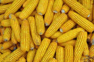 辽宁推进种植业结构调整 调减玉米种植二百万亩