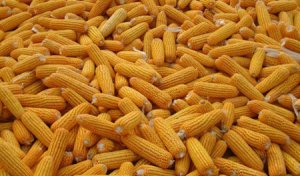 印尼计划在2018年停止玉米进口
