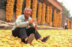 辽宁网民问询玉米种植补贴发放情况 官方解答
