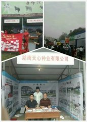 湖南天心种业有限公司成功参展中国武汉种猪拍卖会