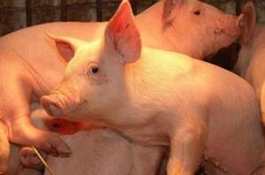 猪价回升 屠宰企业压价未尽，猪价或将震