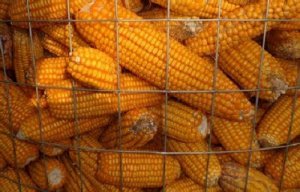 为鼓励玉米消费 中国玉米主产区对深加工
