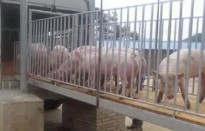 外媒进口猪肉将大量涌入 因为中国有人和需求!