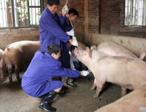 各阶段猪只采血技术与注意事项！