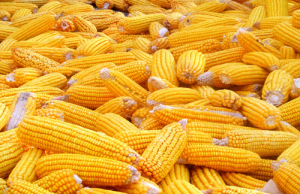 供给强 消费弱 运费高 玉米涨价阻力重重