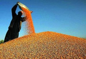 巴西大豆预售步伐缓慢 令贸易公司利润受挫