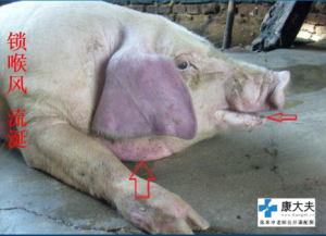 猪肺疫典型症状图谱、诊断要点及防治