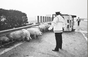 货车载30多头生猪高速公路上发生侧翻 交警当起“赶猪倌”