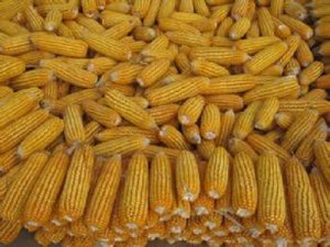 东北地区新产玉米累计收购980万吨