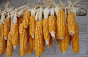 中国玉米“市场化”改革首迎大考