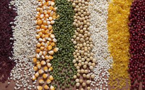 2016/17年度中国玉米产需实现基本平衡