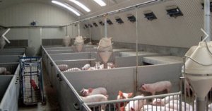 新建养猪场该如何选购设备？