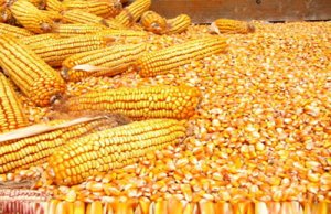 中国明确玉米收购四方面重点工作