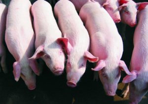 生猪均价突破8.5元养殖户需随时准备出栏