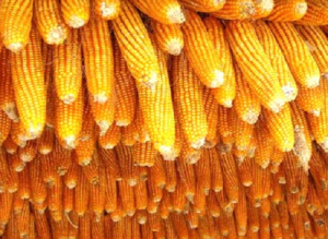 黑龙江农民每亩玉米挣130元
