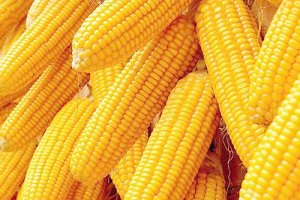 玉米北粮南运进程加速