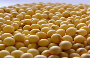 12月供需报告：美豆产量及库存均与上月预估持平