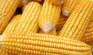2016年12月12日国内玉米深加工企业即时报