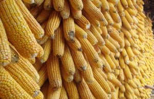 年底产区放量 玉米现货一片跌势