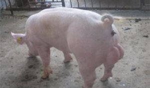 养猪户如何提高母猪的产仔和成活率