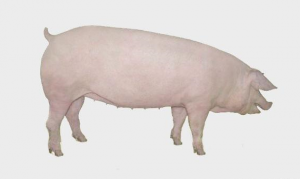 肉质好效益高，选好猪品种是关键！
