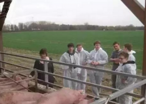 严谨的德国人是怎么养猪的，你知道吗？