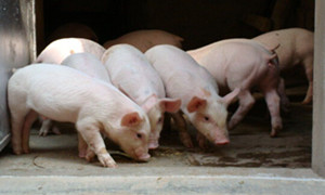 引进白种猪，进口大豆，进口猪肉，美国别