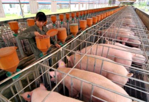 黑龙江东方红林业局启动百万头生猪养殖项目