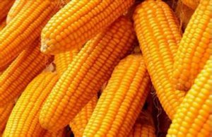 东北玉米节前卖压依旧，关注政策粮收购节奏的支撑