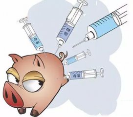 生猪疫苗免疫操作应注意这3个细节