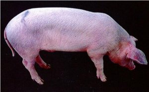 涨知识！规模养猪场猪蓝耳病的诊断与治疗案例
