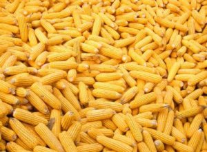 东北地区新产玉米累计收购5250万吨
