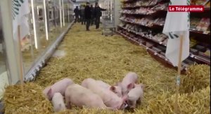 法媒：中国2016年进口300万吨法国猪肉 拯救法养猪业
