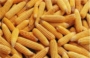 2017年度玉米市场行情分析及行情预测