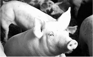 猪有病必须先通便，你会吗？汇总猪顽固性便秘的诊断及不同的便秘类型分别如何治疗？