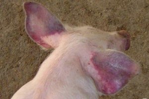 美国兽医教授：当前猪场蓝耳病流行概况及猪群防控措施、注意事项...