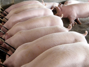 蓝山县去年生猪出栏超100万头