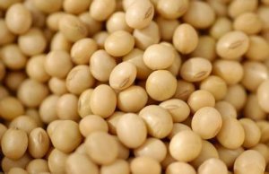 2月24日国内各地区豆粕价格行情